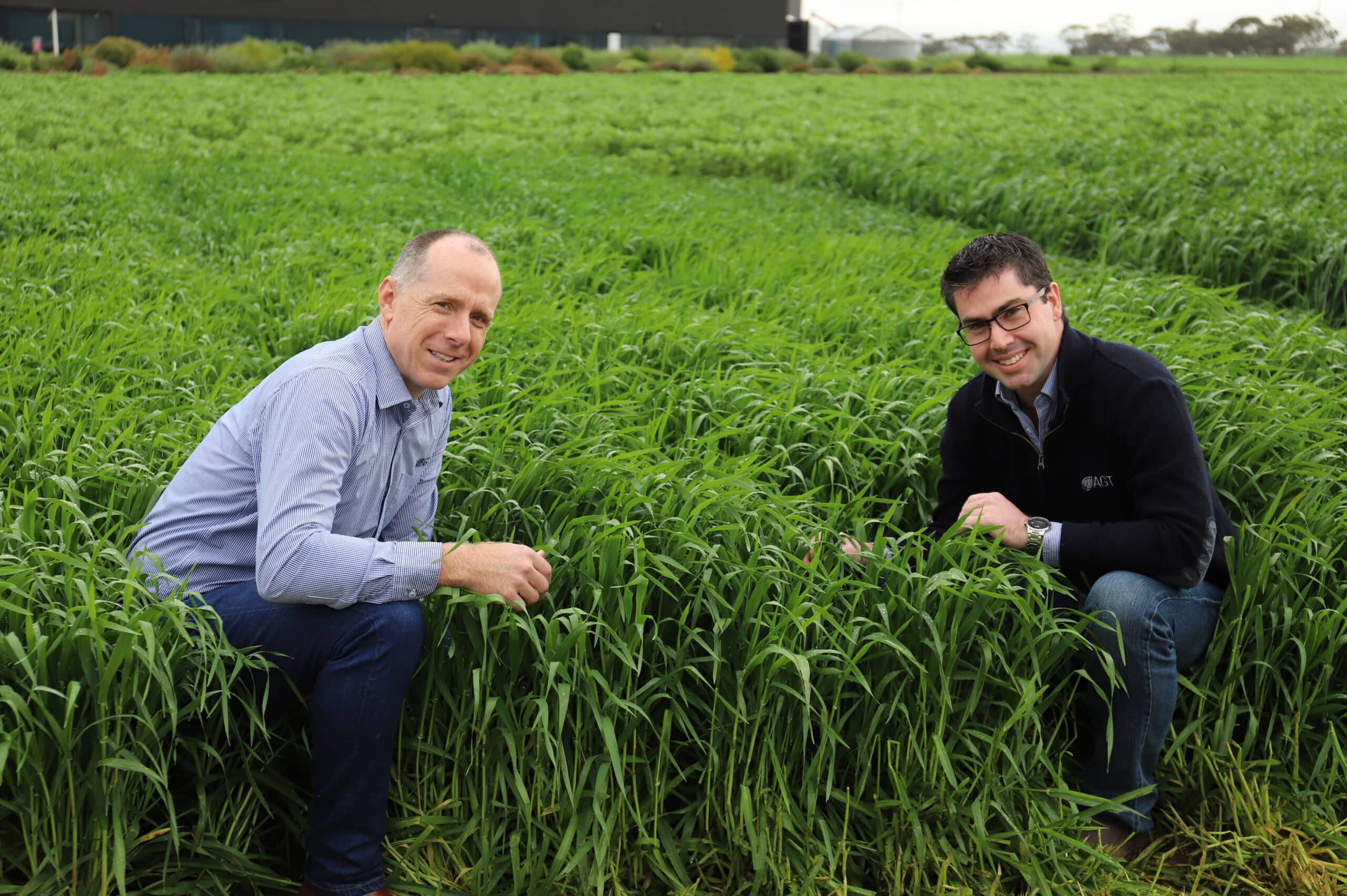 AGT Introduces World First CoAXium Barley Variety Variety Central agt-introduces-world-first-coaxium-barley-variety-variety-central